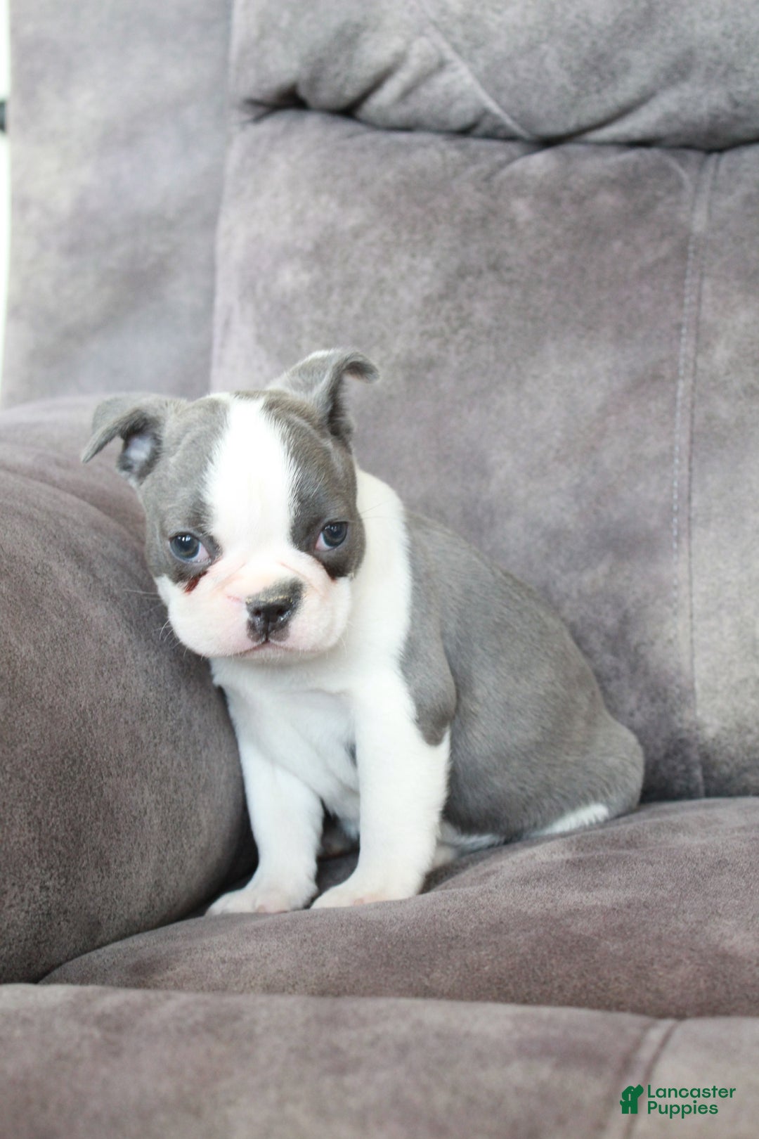 Frenchton dogs for sale: Frenchie  - Ad 1