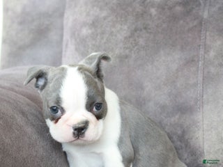 Frenchton dogs Frenchie - Ad 34