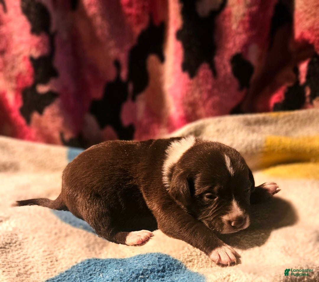 Border Collie dogs for sale: Bailey - Ad 7