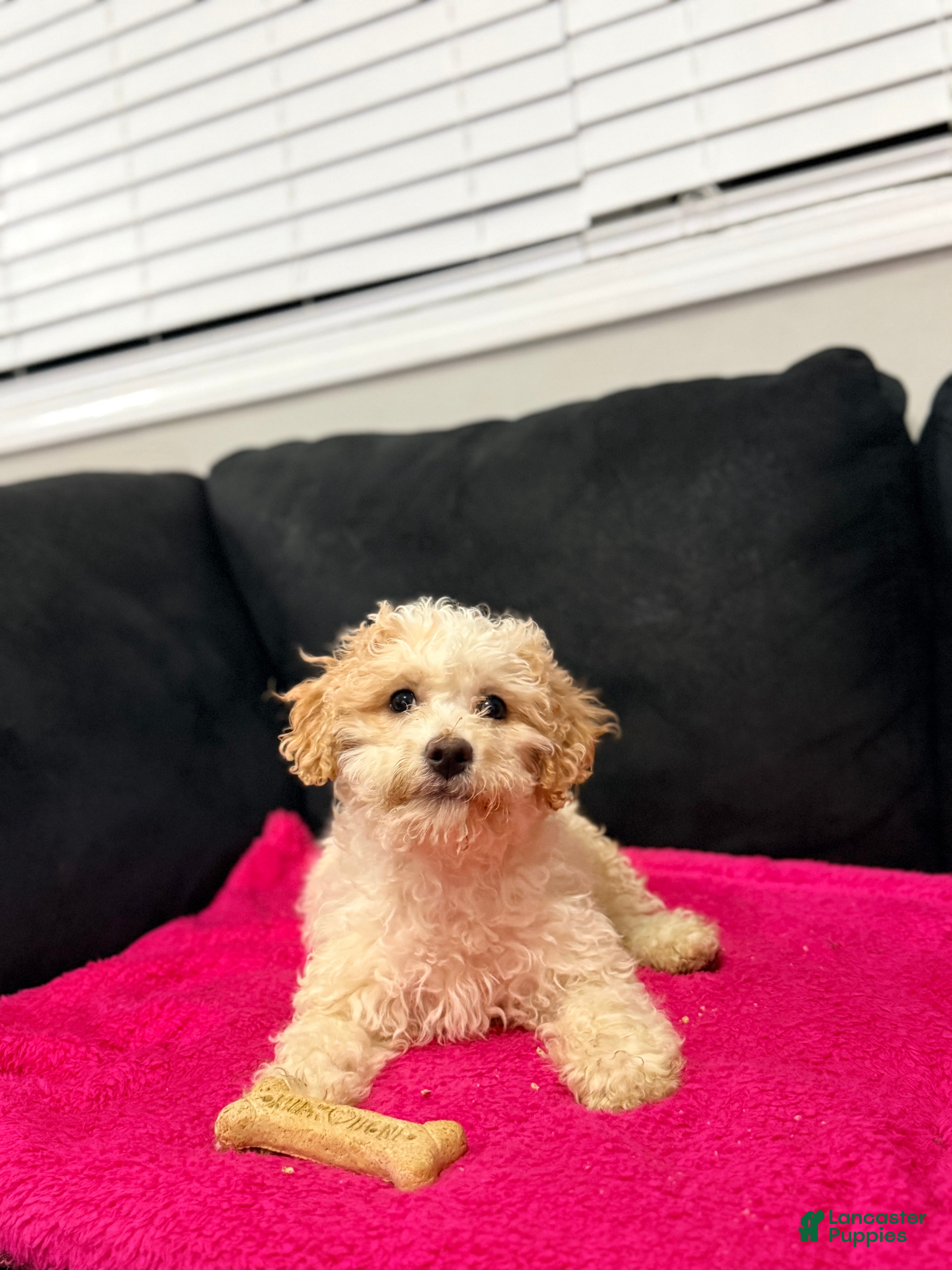 Mini Goldendoodle dogs Mini Goldendoodle Puppy 4 - Ad 22