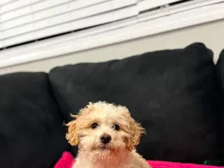 Mini Goldendoodle dogs Mini Goldendoodle Puppy 4 - Ad 22