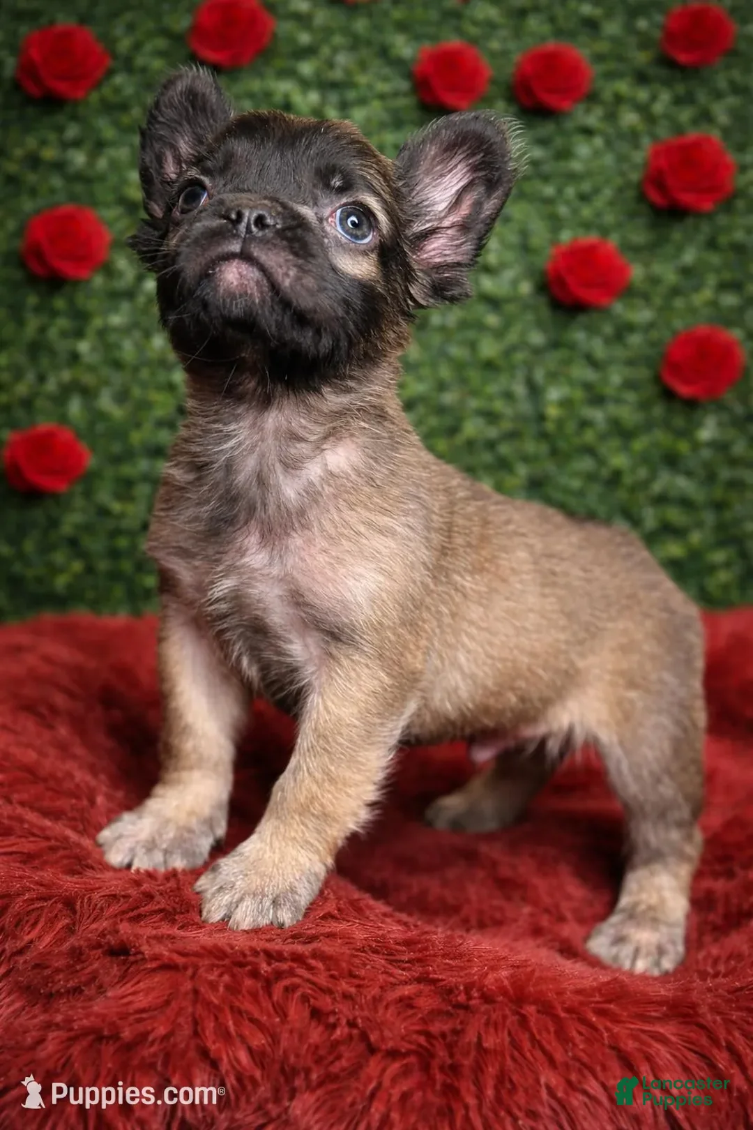 French Bulldog dogs for sale: Female Fluffy 2 - Ad 2