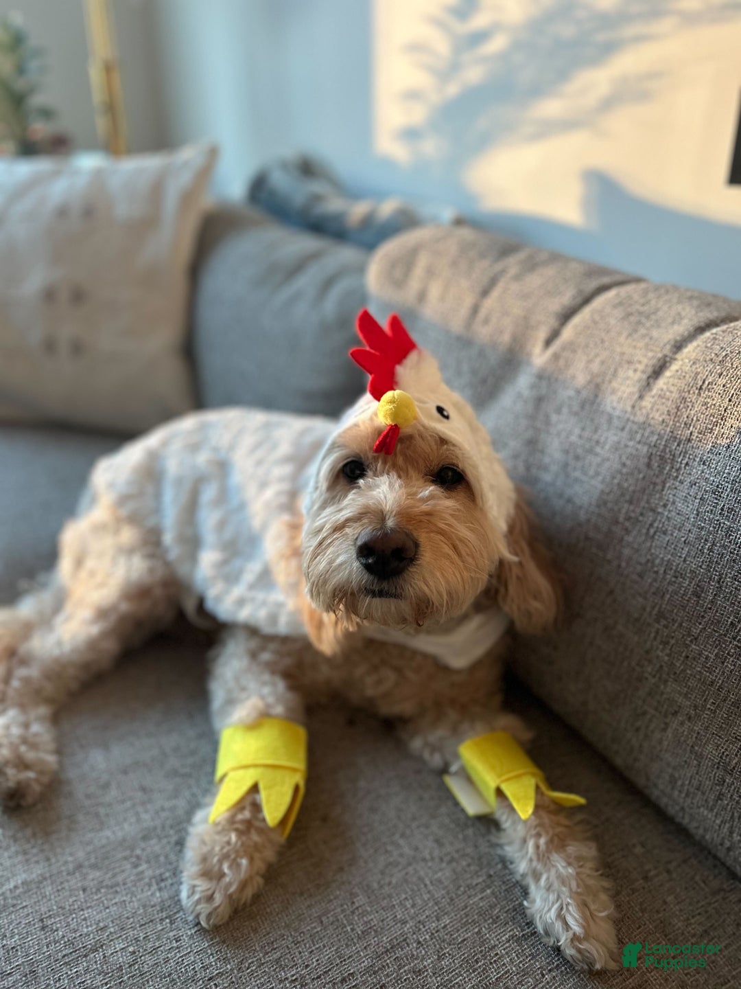 Mini Goldendoodle dogs for sale: Eden - Ad 15