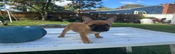 French Bulldog dogs for sale: Pou - Ad 7