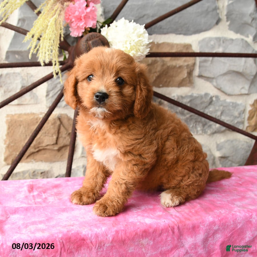 Mixed Breed dogs Lira - Ad 1