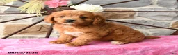 Mixed Breed dogs for sale: Lira - Ad 1