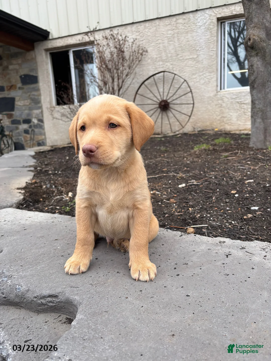 Labrador Retriever dogs for sale: Grant - Ad 8