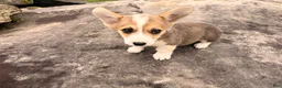 Welsh Corgi Pembroke dogs for sale: Tucker - Ad 18
