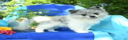 Pomeranian dogs for sale: Mandy - Ad 3