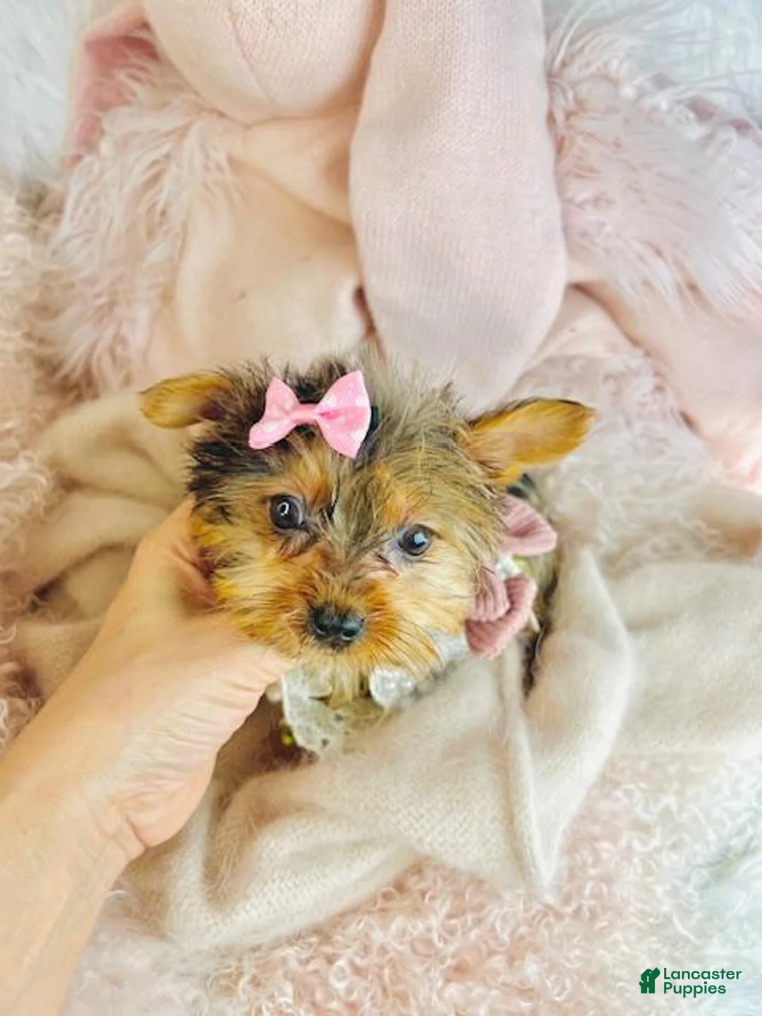 Yorkiepoo dogs for sale: Yorkiepoo Puppy 1 - Ad 2