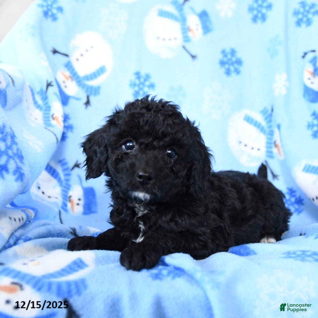 Cavapoo dogs for sale: Gopher - Ad 1