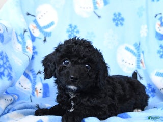 Cavapoo dogs Gopher - Ad 22
