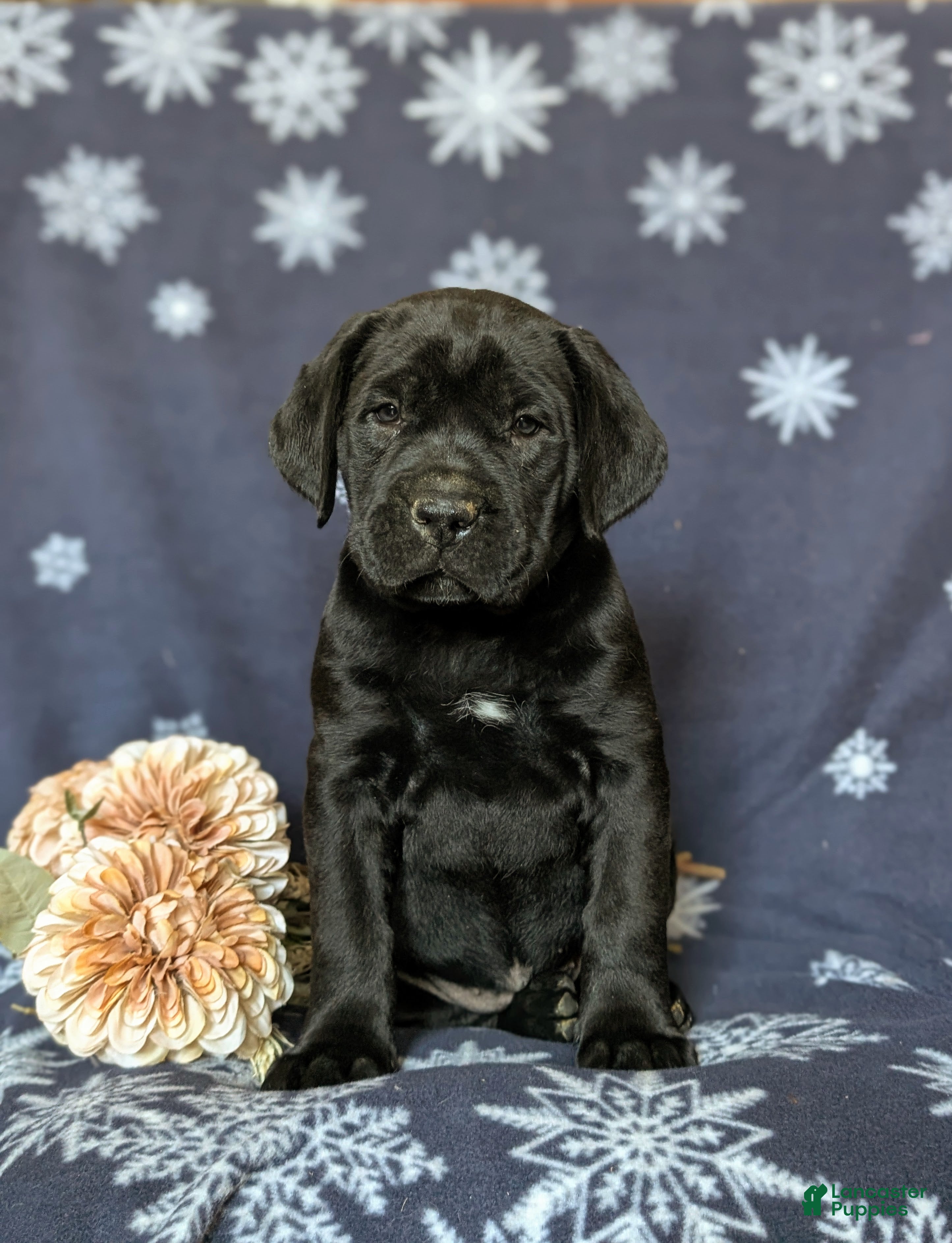 Cane Corso dogs Joelle - Ad 2