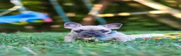 French Bulldog dogs for sale: Rocky - Ad 7