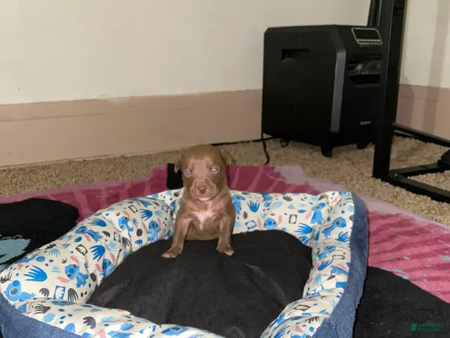 Mixed Breed dogs for sale: Boy 5 - Ad 1