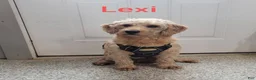Mini Goldendoodle dogs for sale: Annie - Ad 9