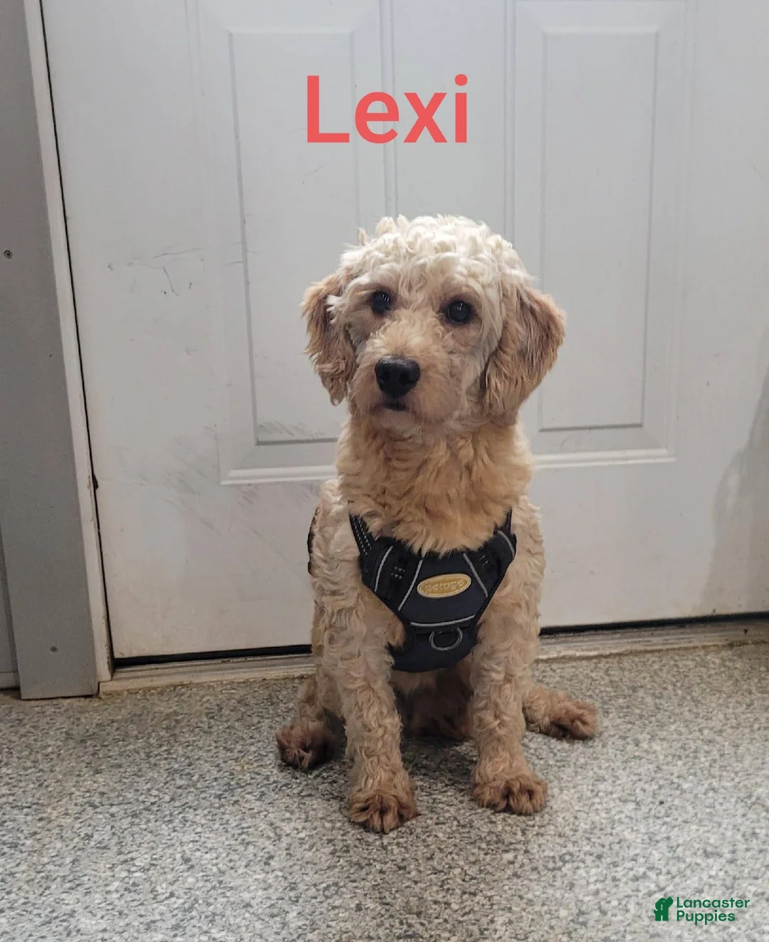 Mini Goldendoodle dogs for sale: Annie - Ad 9
