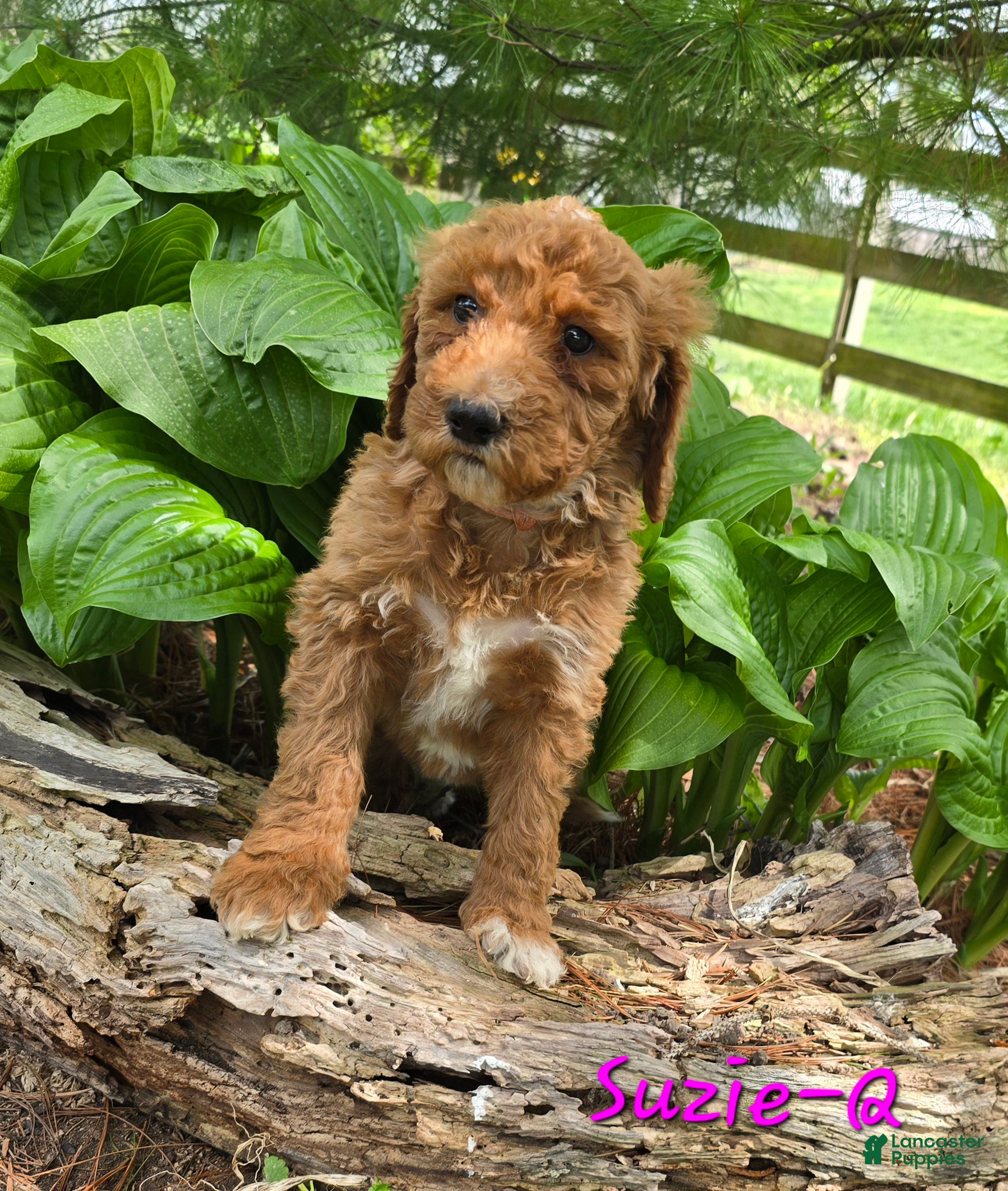 Goldendoodle dogs Goldendoodle Puppy 10 - Ad 32