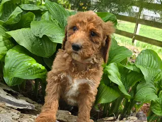 Goldendoodle dogs Goldendoodle Puppy 10 - Ad 32