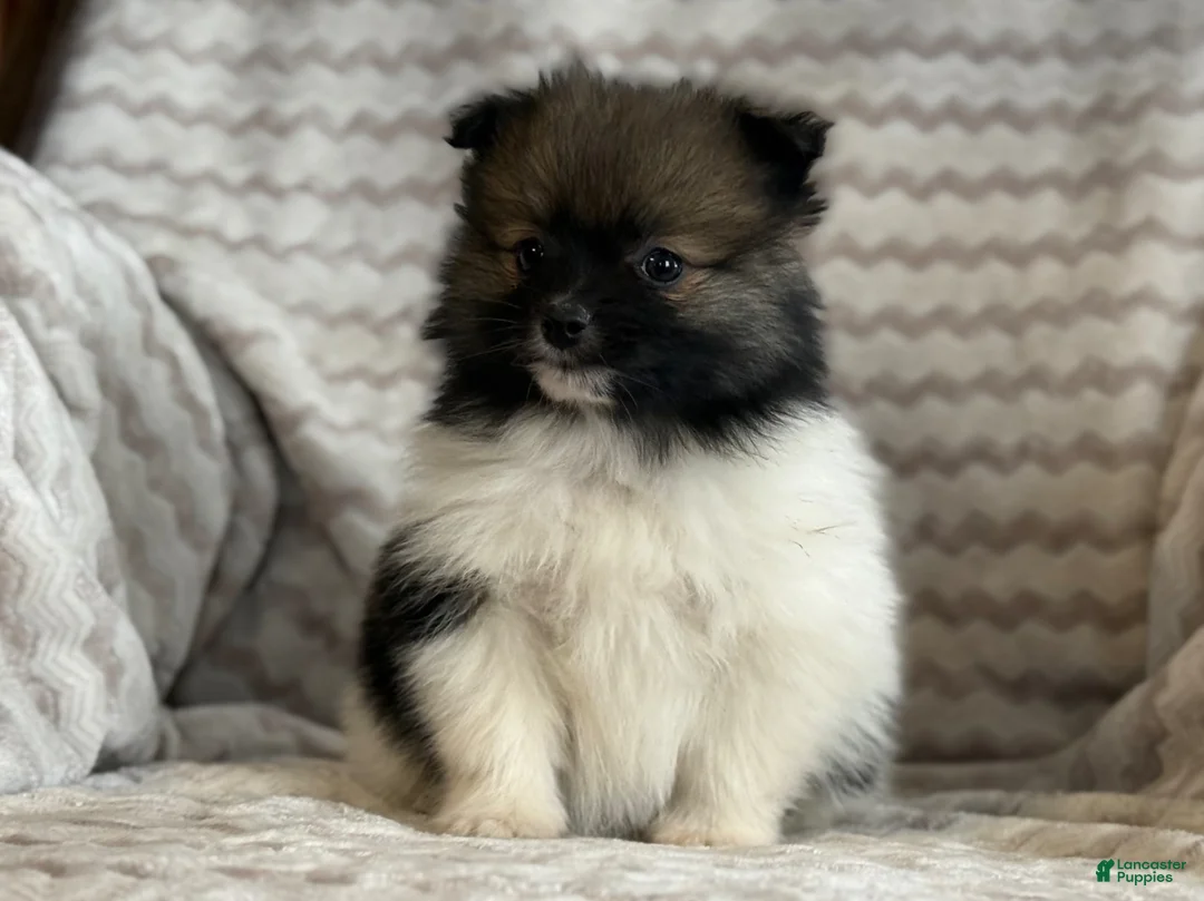 Pomeranian dogs for sale: Rocky - Ad 10