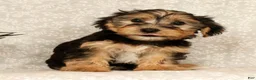 Yochon dogs for sale: Kenny - Ad 5