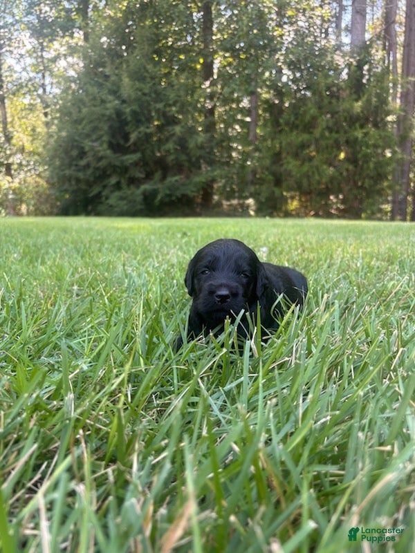 Goldendoodle dogs Flint - Ad 2