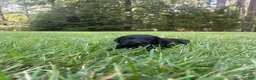 Goldendoodle dogs for sale: Flint - Ad 2