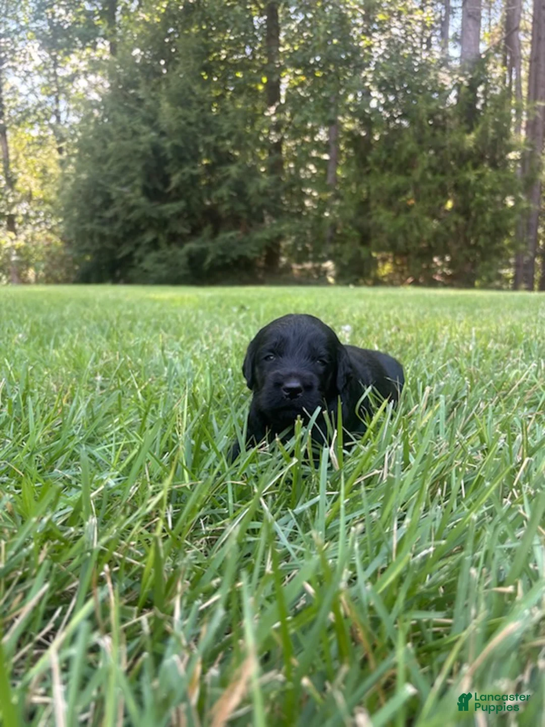 Goldendoodle dogs for sale: Flint - Ad 2