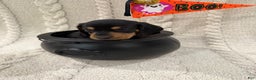 Dachshund dogs for sale: Dachshund Puppy 1 - Ad 2