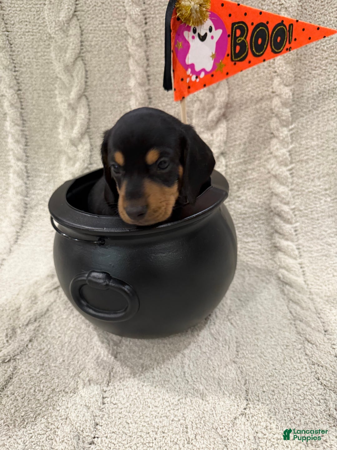 Dachshund dogs for sale: Dachshund Puppy 1 - Ad 2