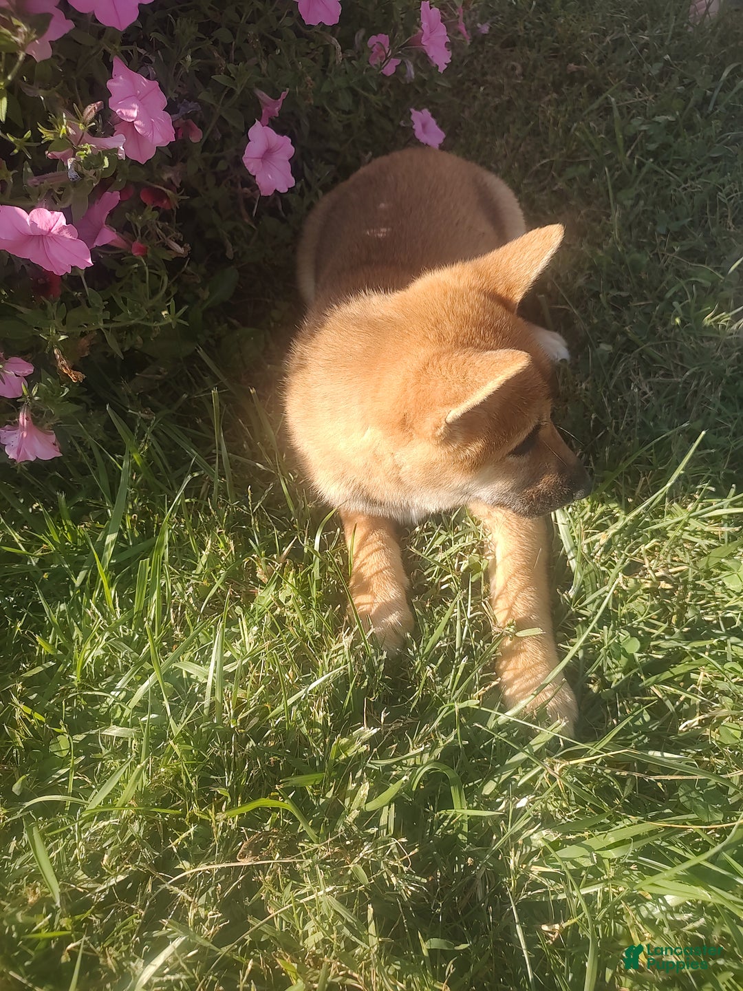 Shiba Inu dogs for sale: Shiba Inu Puppy 1 - Ad 4