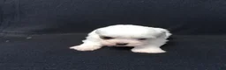 Shihpoo dogs for sale: Ronnie - Ad 3
