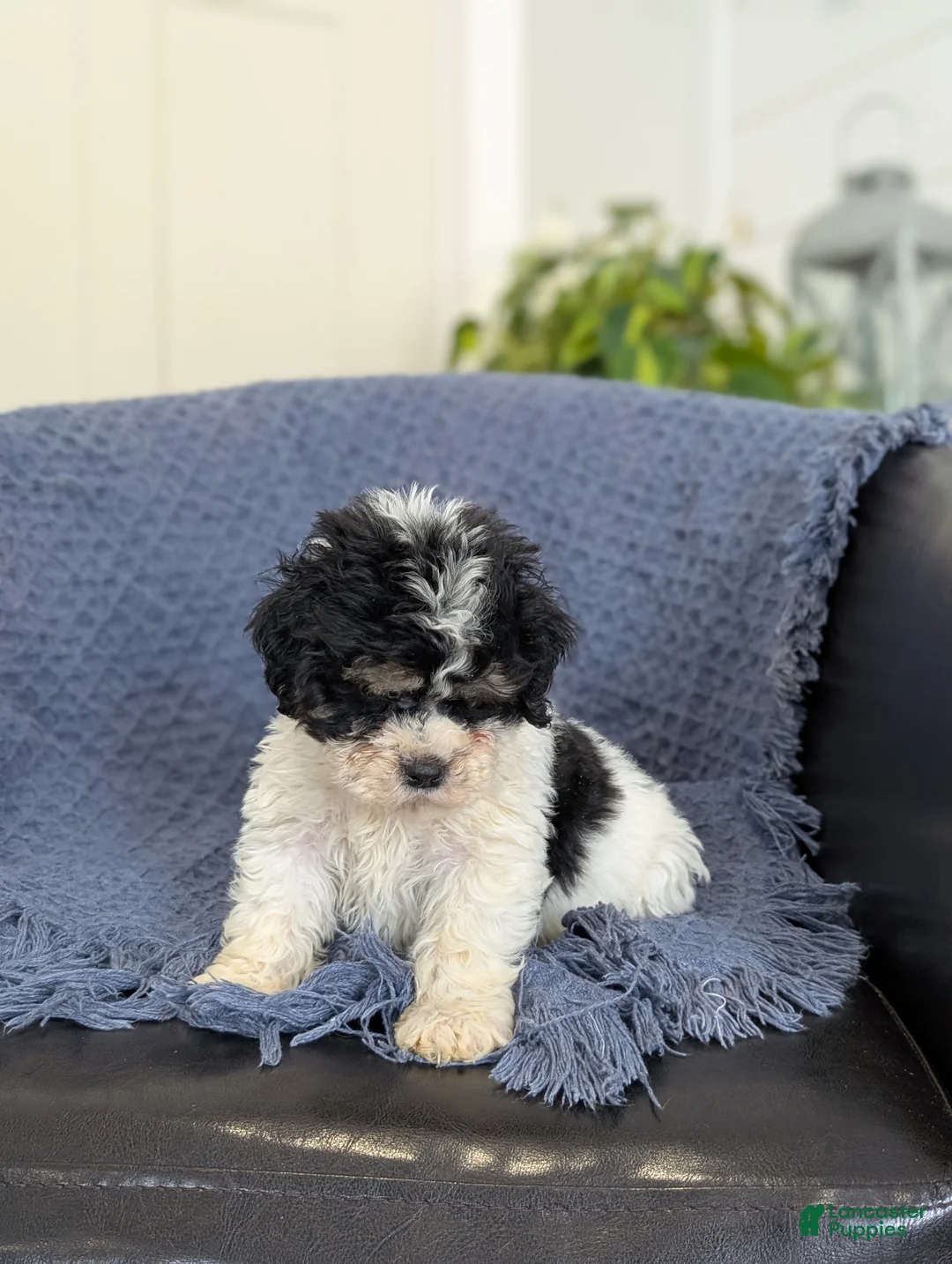 Cockapoo dogs for sale: Tiny Asher - Ad 4
