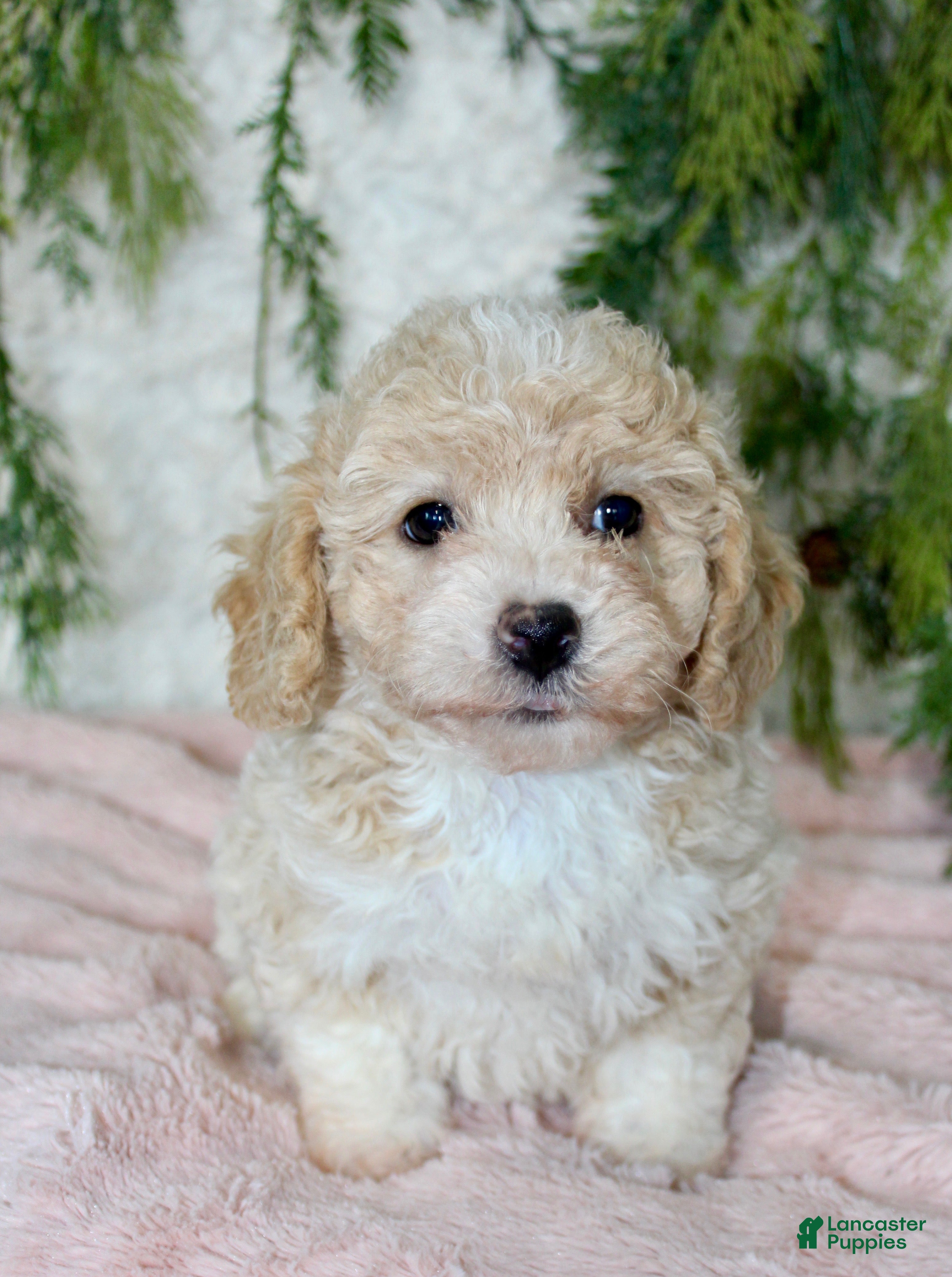 Bichpoo dogs Bichpoo 5 - Ad 4