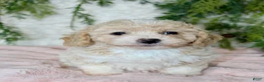 Bichpoo 5