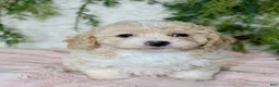 Bichpoo dogs for sale: Bichpoo 5 - Ad 1