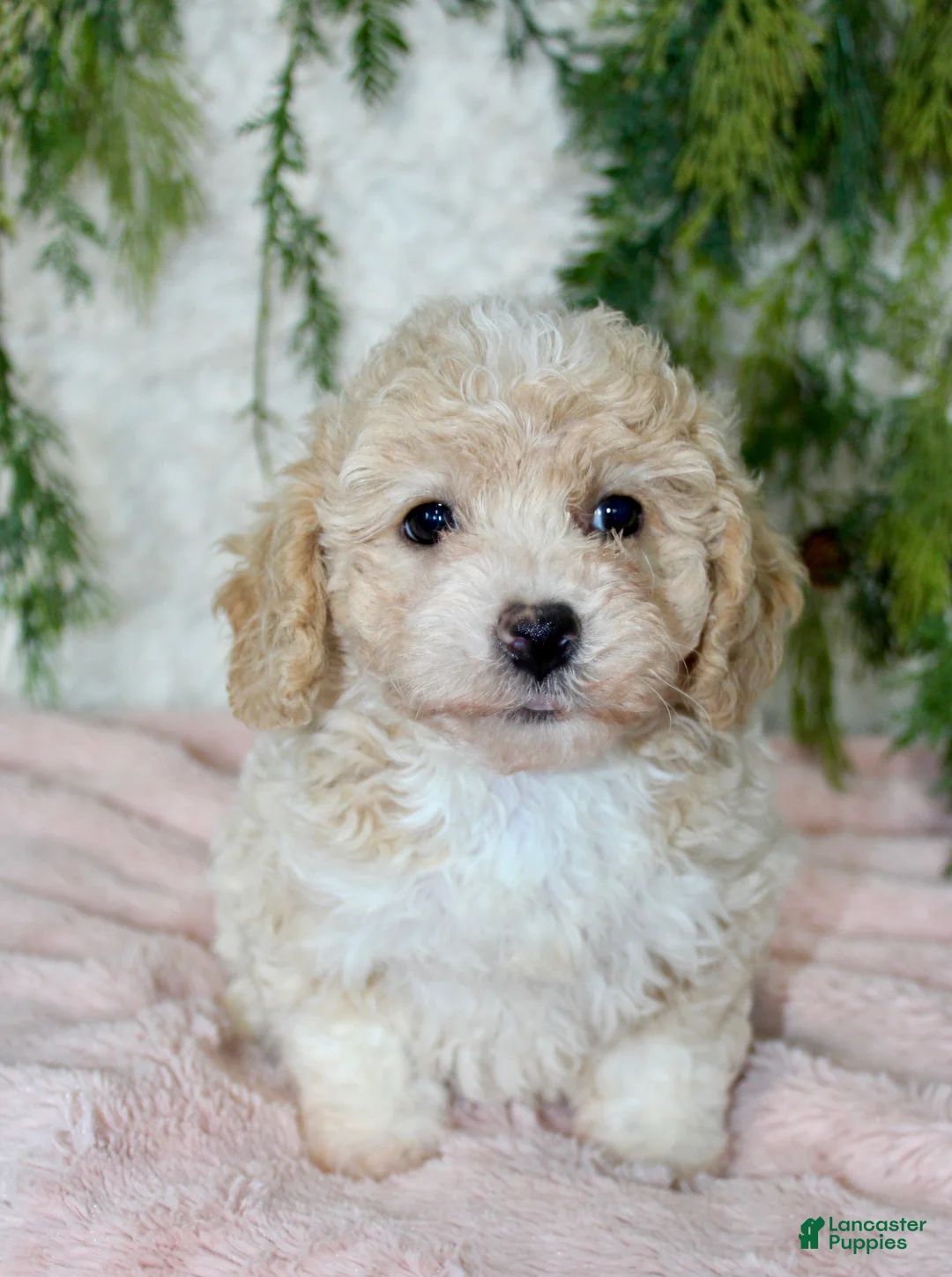 Bichpoo dogs for sale: Bichpoo 5 - Ad 1