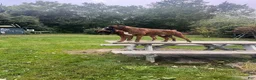 Boxer dogs for sale: Bayern - Ad 3