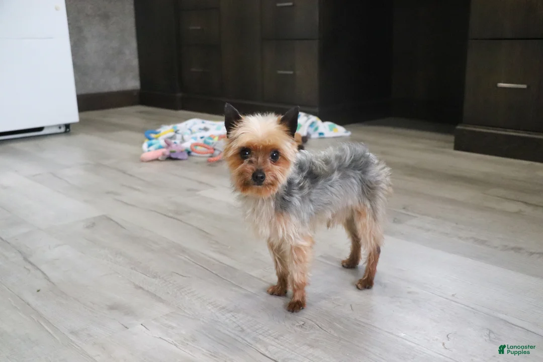 Yorkshire Terrier dogs for sale: Bella - Ad 12