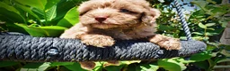 Havapoo dogs for sale: Innocent - Ad 3