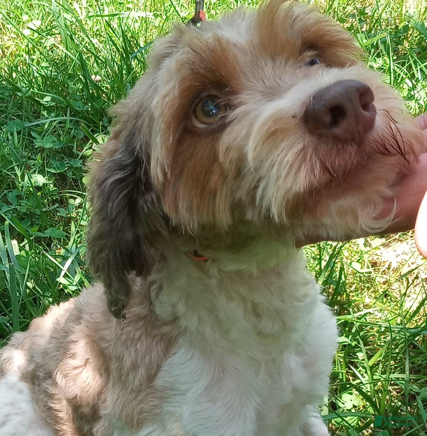 Cockapoo dogs for sale: Rusty Rooster - Ad 3