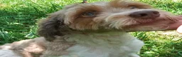 Cockapoo dogs for sale: Rusty Rooster - Ad 1