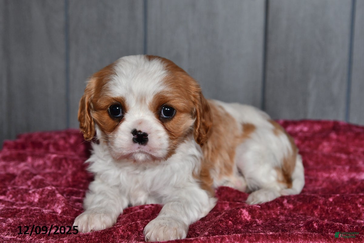 Cavalier King Charles Spaniel dogs Princess  - Ad 9