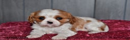 Cavalier King Charles Spaniel dogs for sale: Princess  - Ad 1