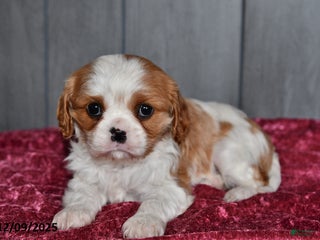 Cavalier King Charles Spaniel dogs Princess - Ad 9