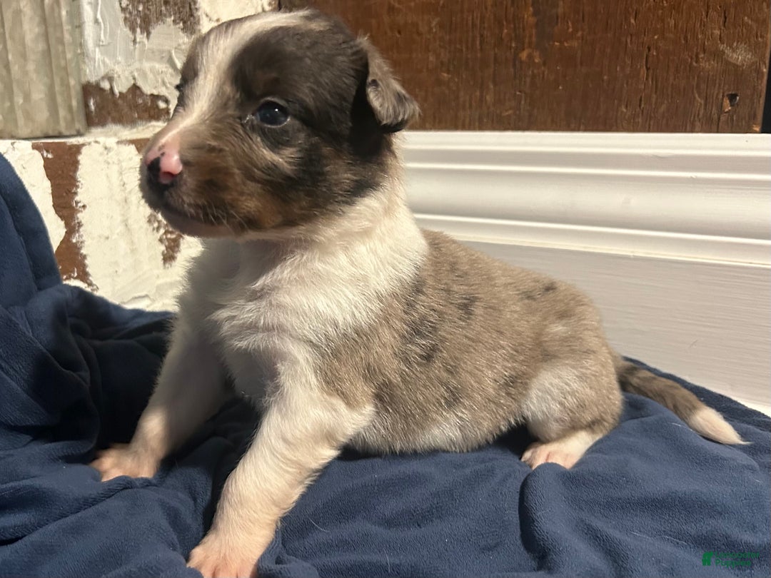 Australian Shepherd dogs for sale: Ruth - Ad 24