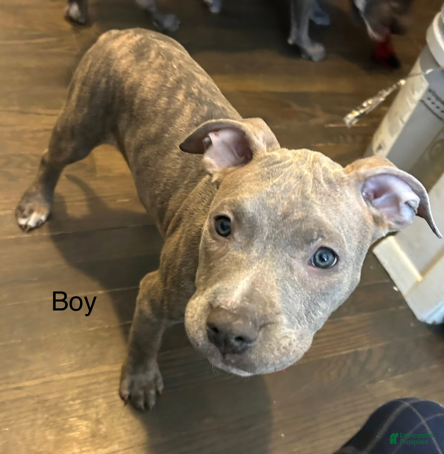 American Bully dogs American Bully Puppy 1 - Ad 41