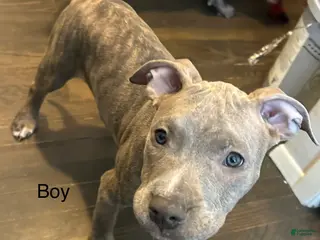 American Bully dogs American Bully Puppy 1 - Ad 41