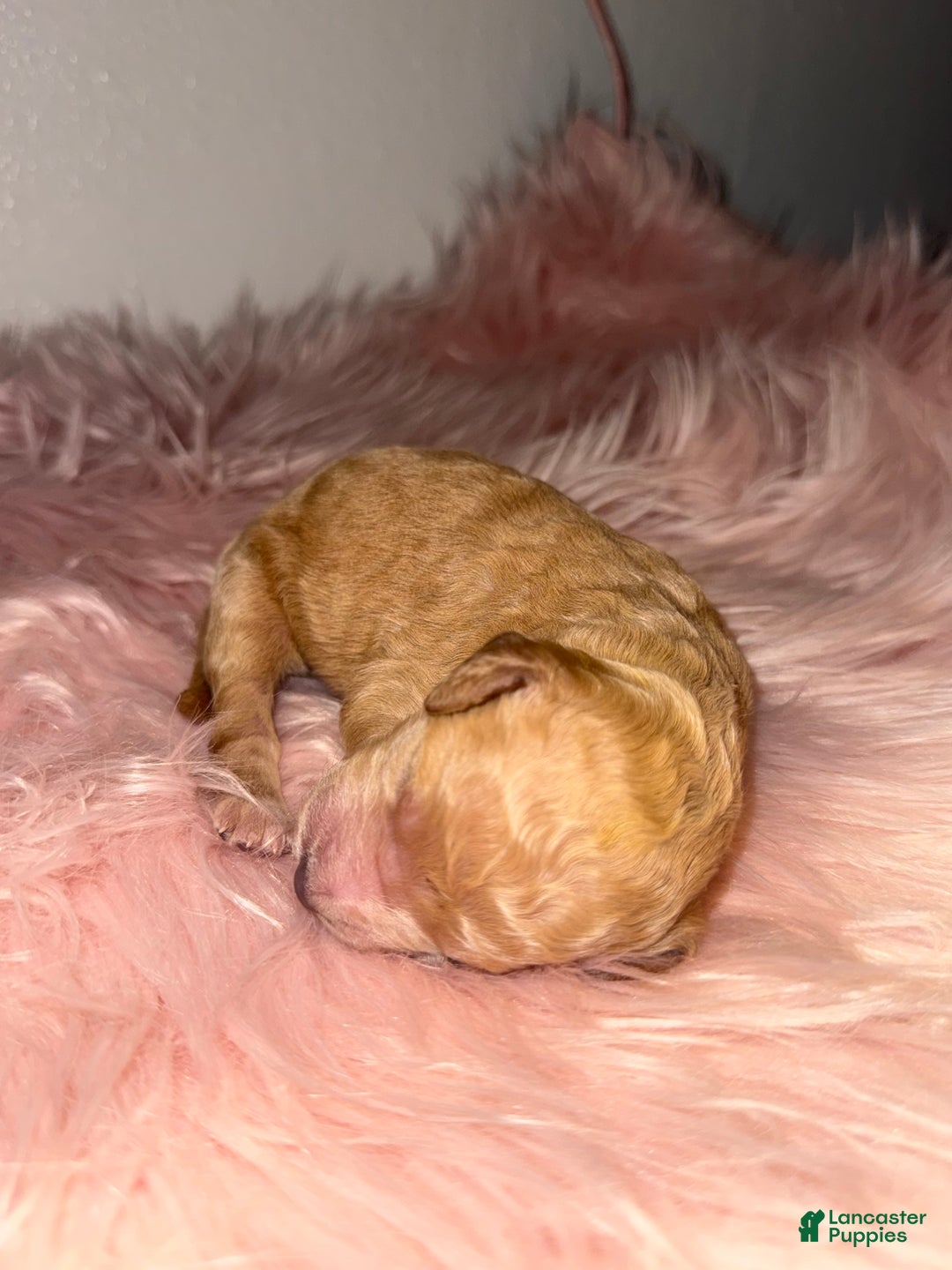 Standard Poodle dogs for sale: Standard Poodle Puppy 6 - Ad 15