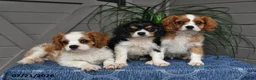 Cavalier King Charles Spaniel dogs for sale: Judson - Ad 5